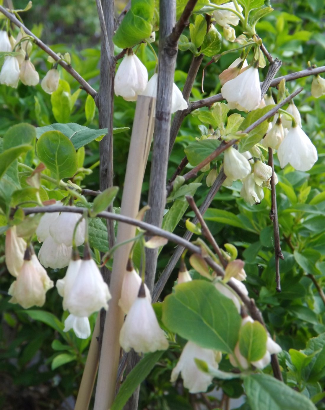 Halesia Carolina