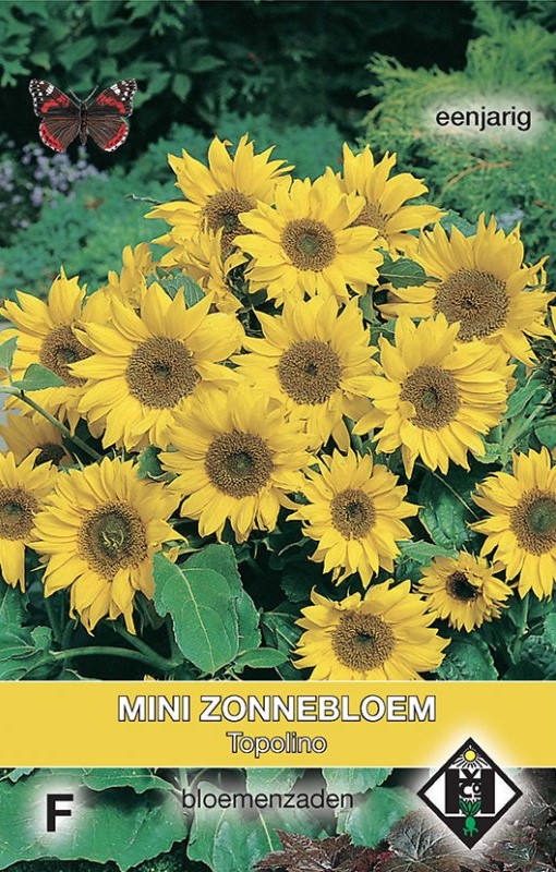 Mini-zonnebloem