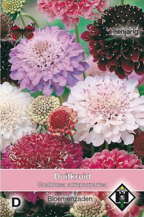 Duifkruid