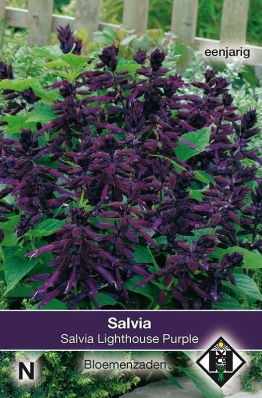 Salie