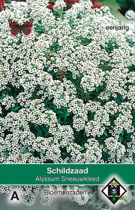 Schildzaad