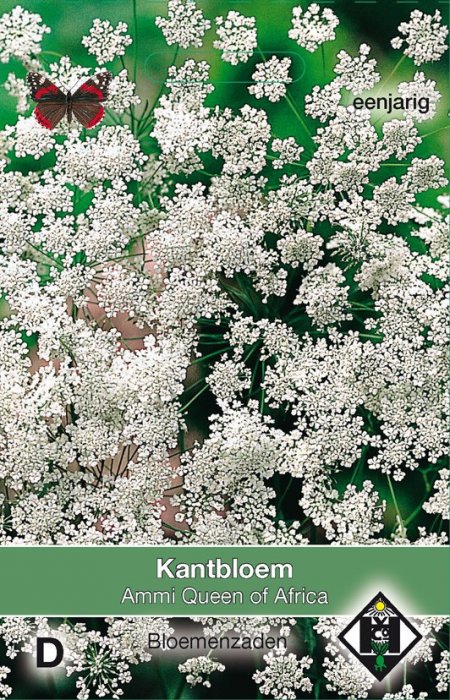 Kantbloem