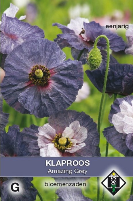 Papaver