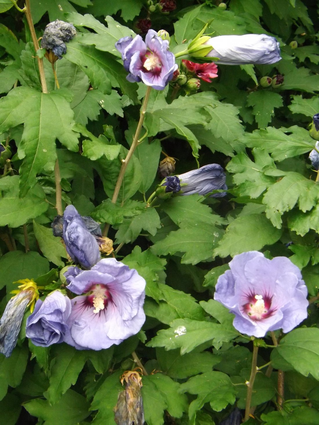 Hibiscus