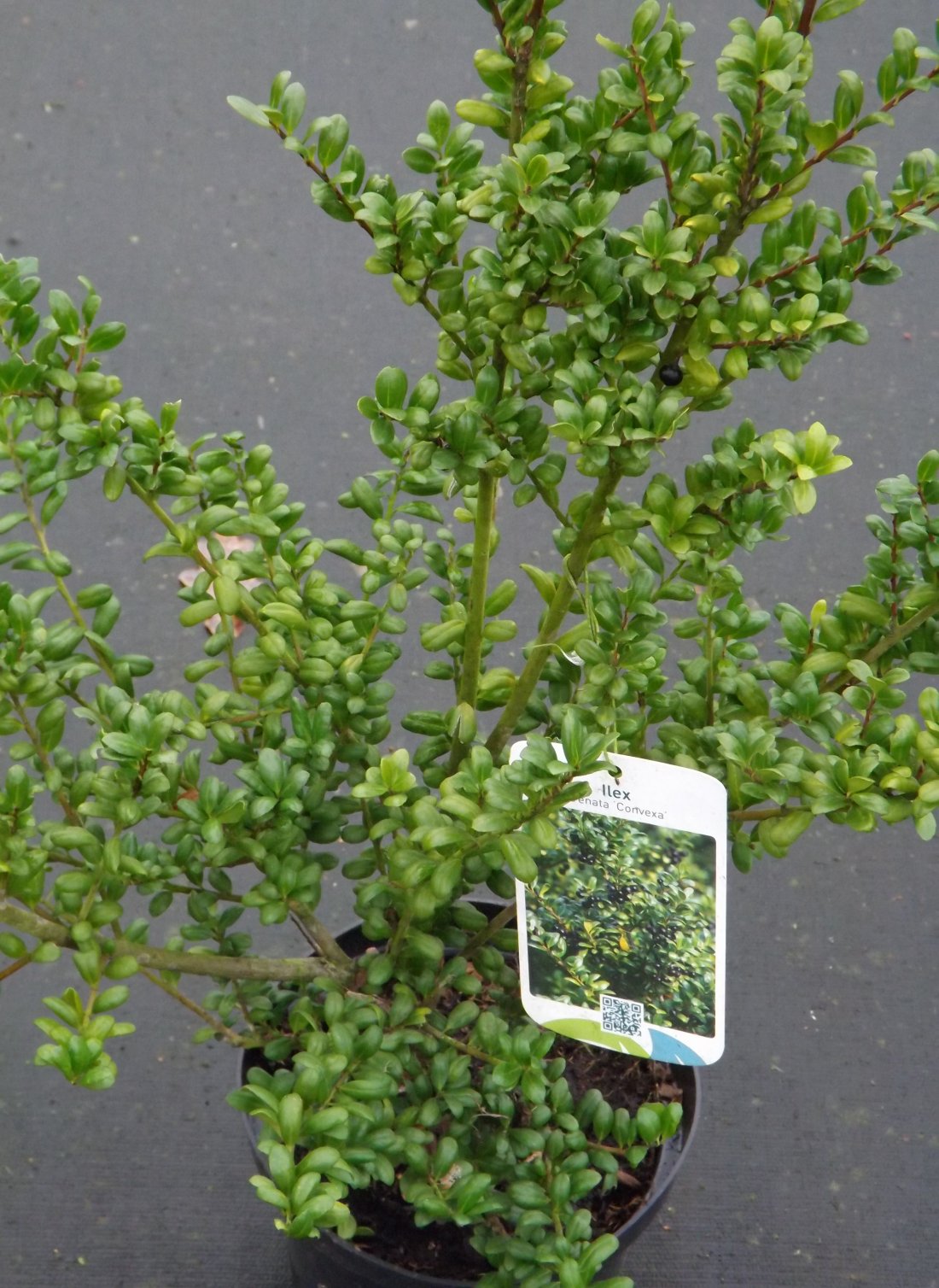 Ilex