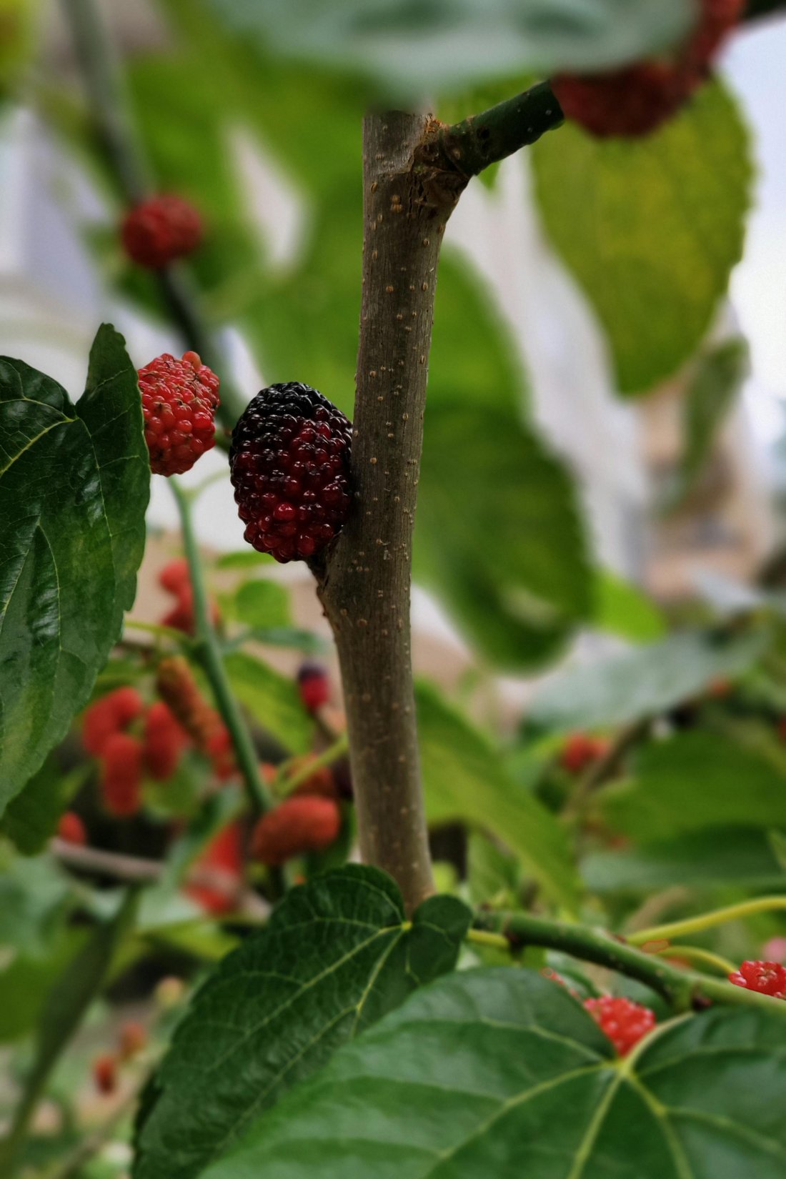 Morus Mojo Berry