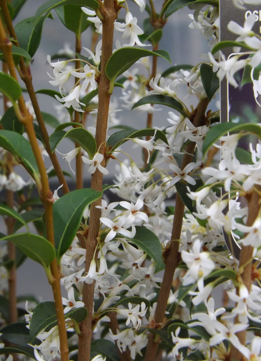 Osmanthus burkwoodii
