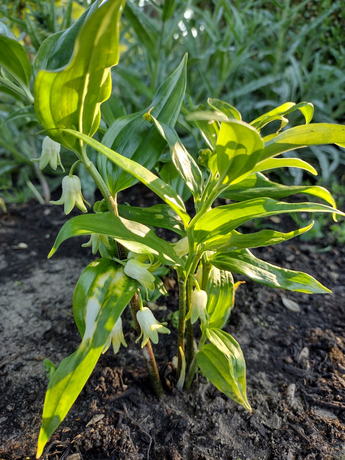 Disporopsis pernyi