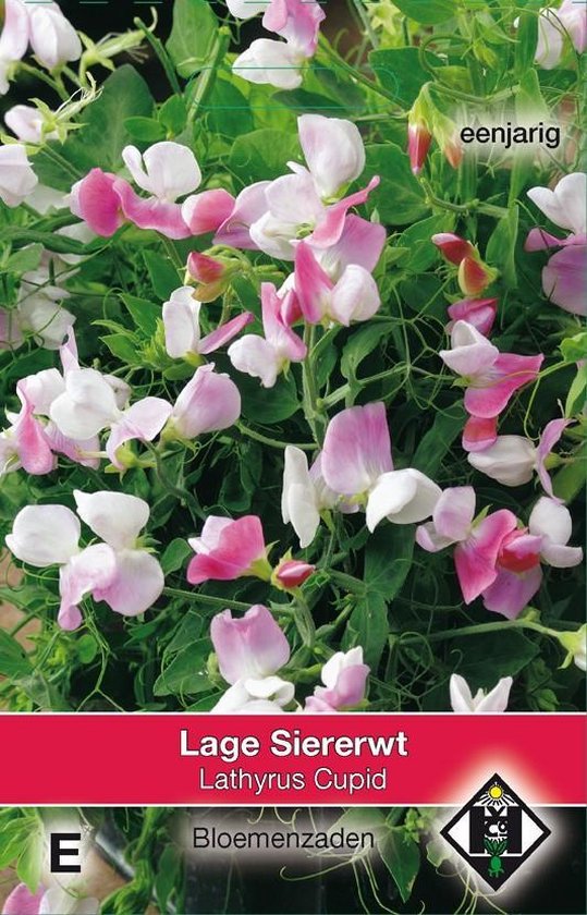Lage siererwt