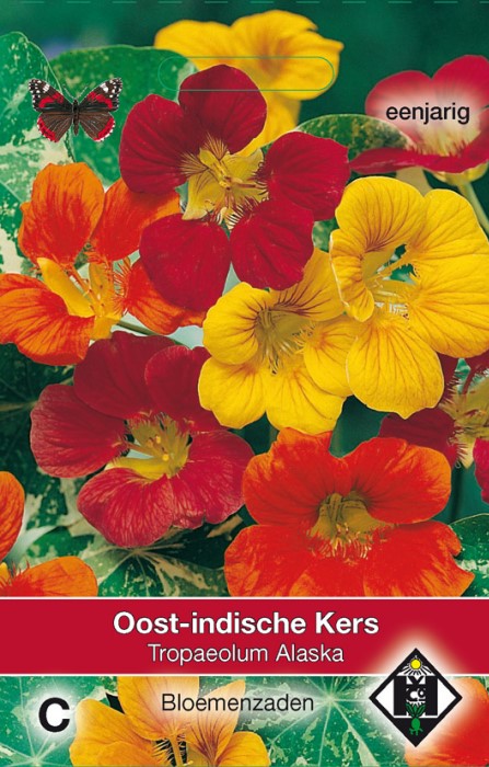 Oosrt-indische kers