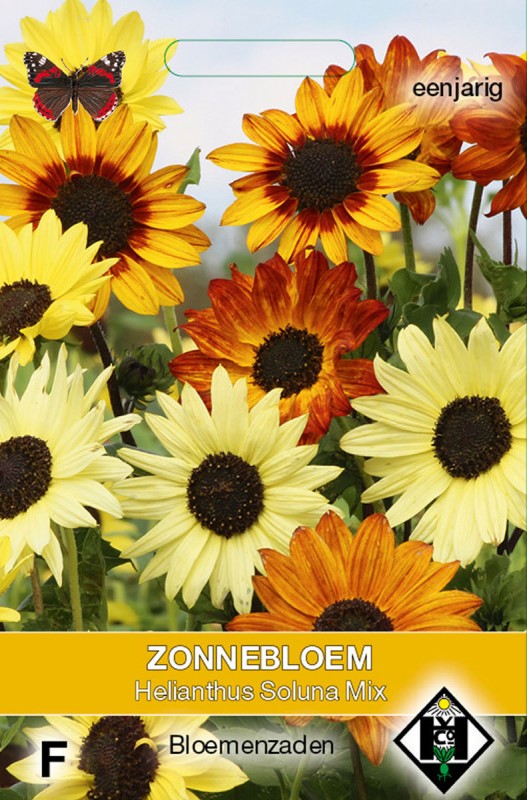 Mini-zonnebloem