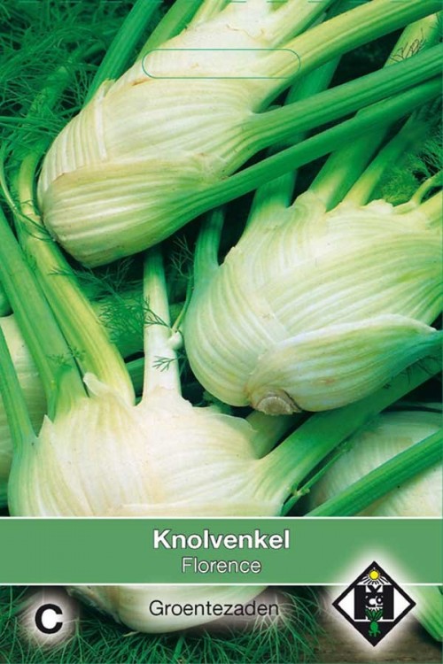 Knolvenkel