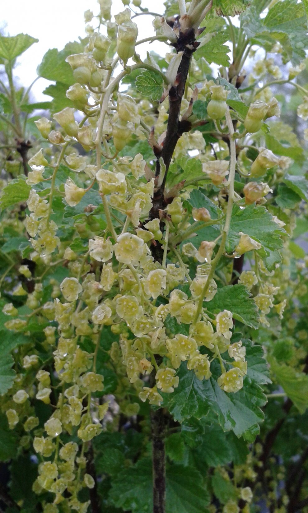 Ribes rubrum
