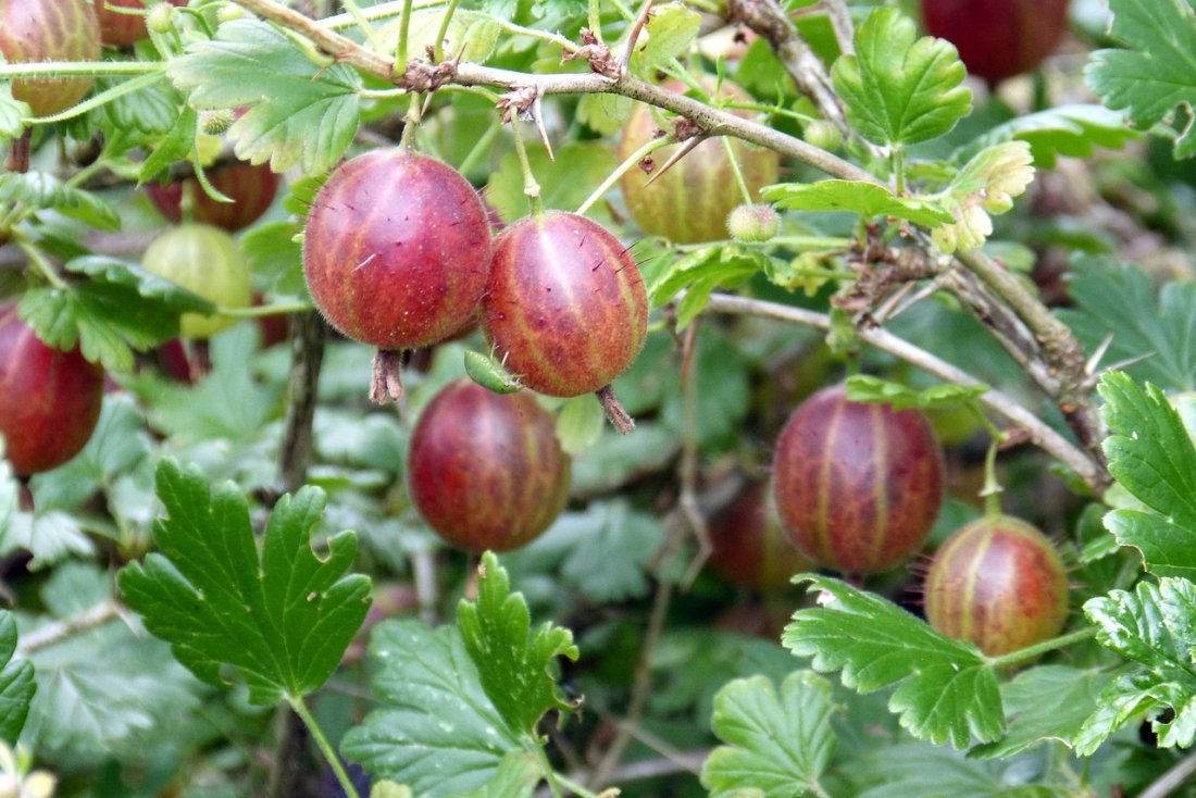 Ribes uva-crispa
