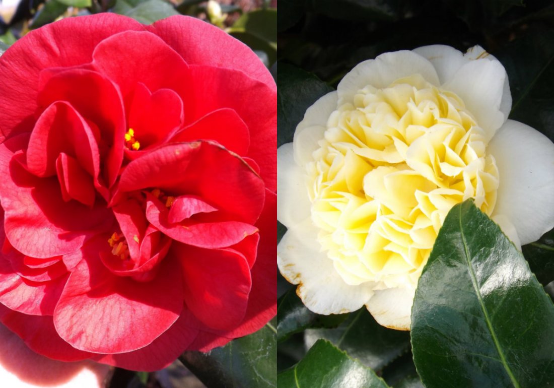 Camellia