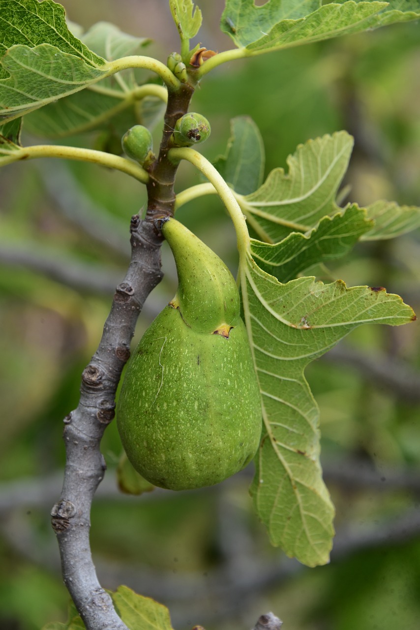 Ficus carica