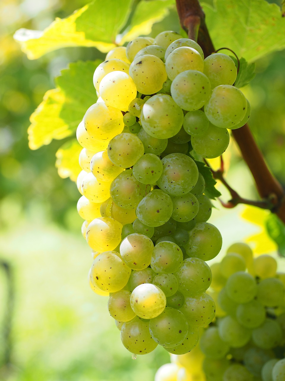 Vitis