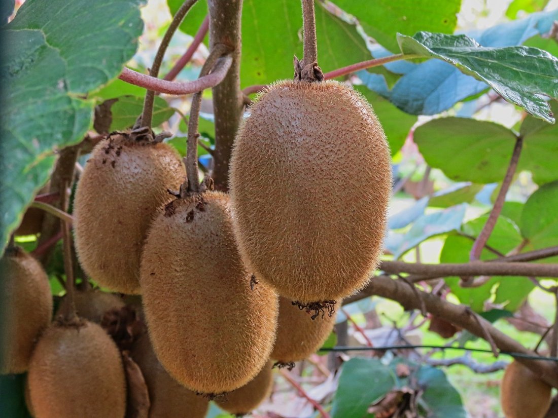 Actinidia arguta