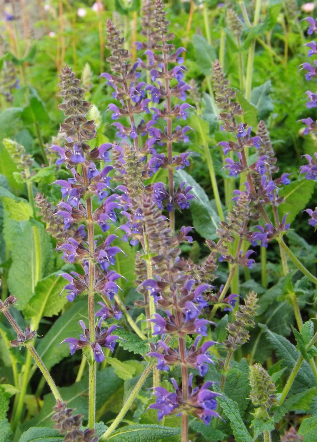 Salvia nemorosa 'Mainacht'