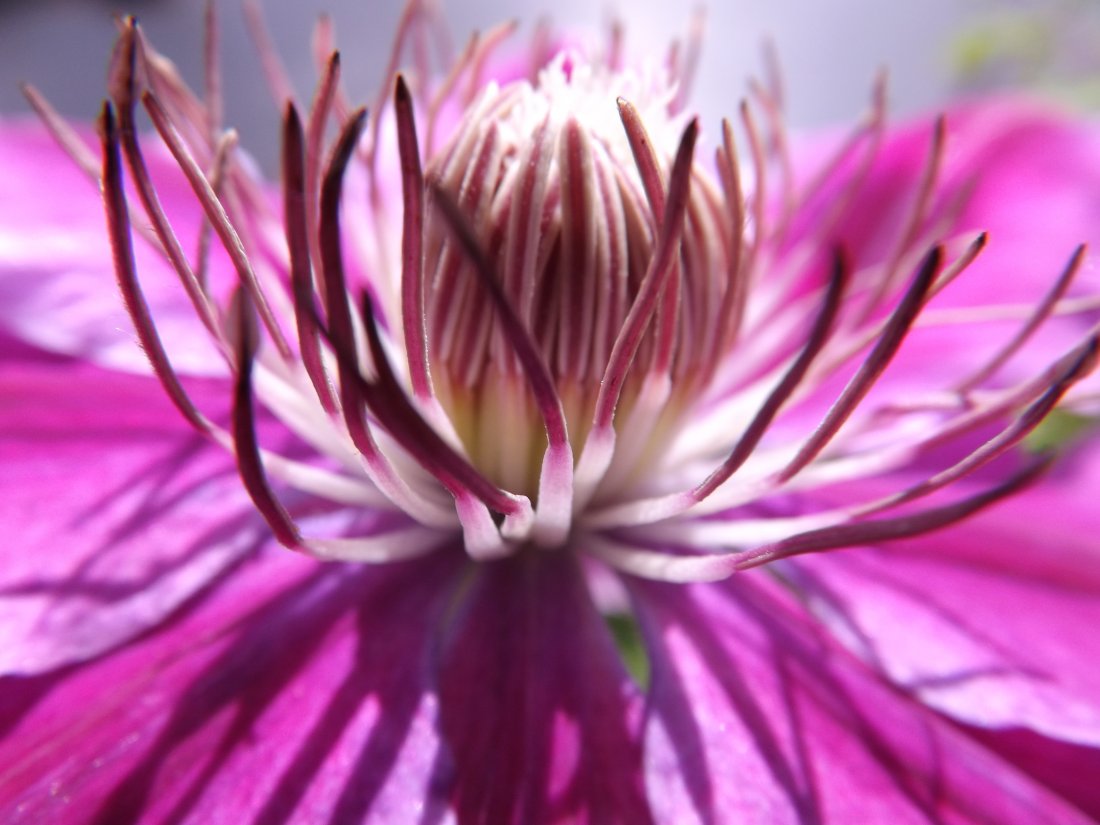 Clematis