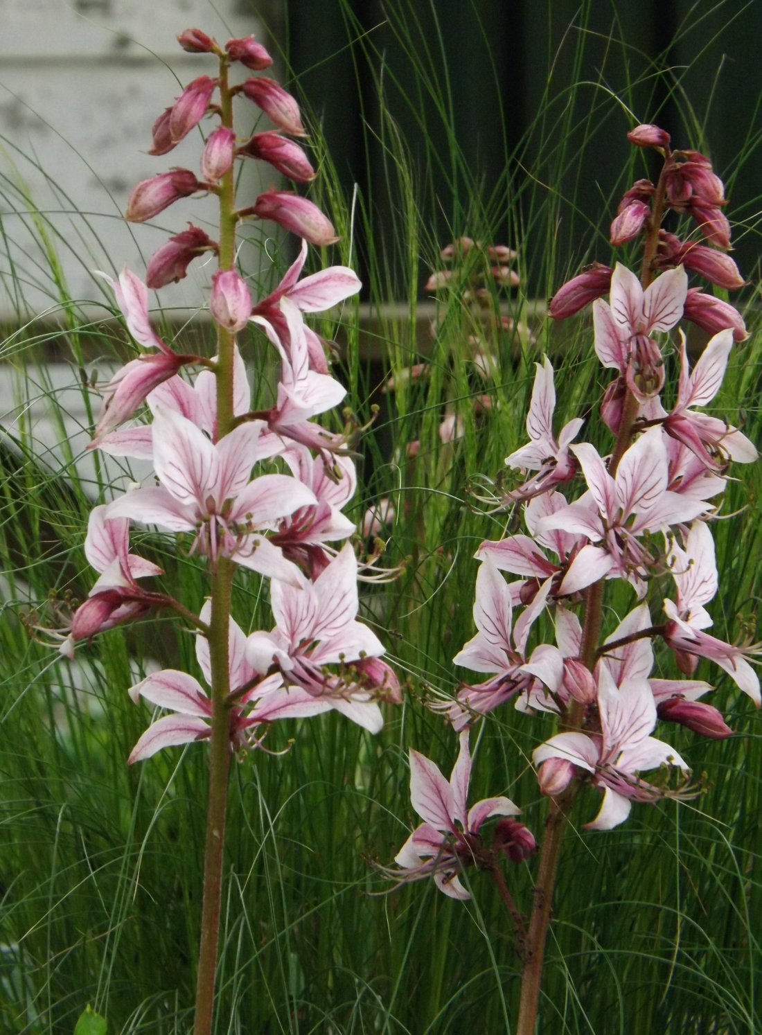 Dictamnus albus