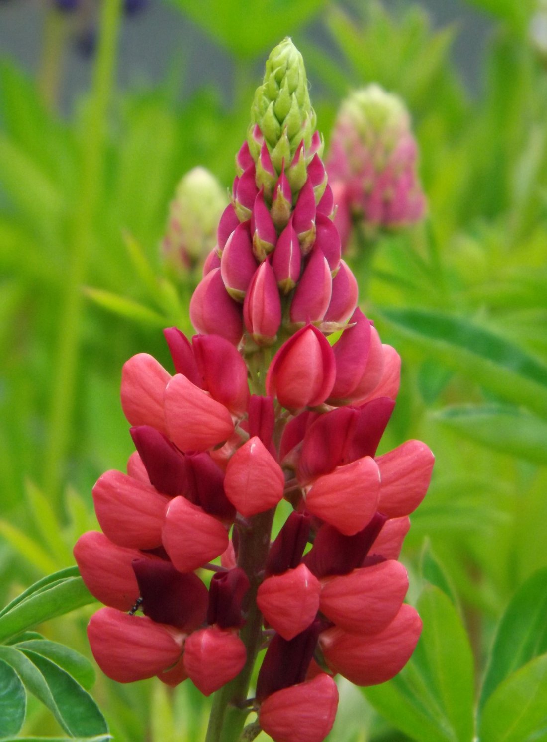 Lupinus 'My Castle'