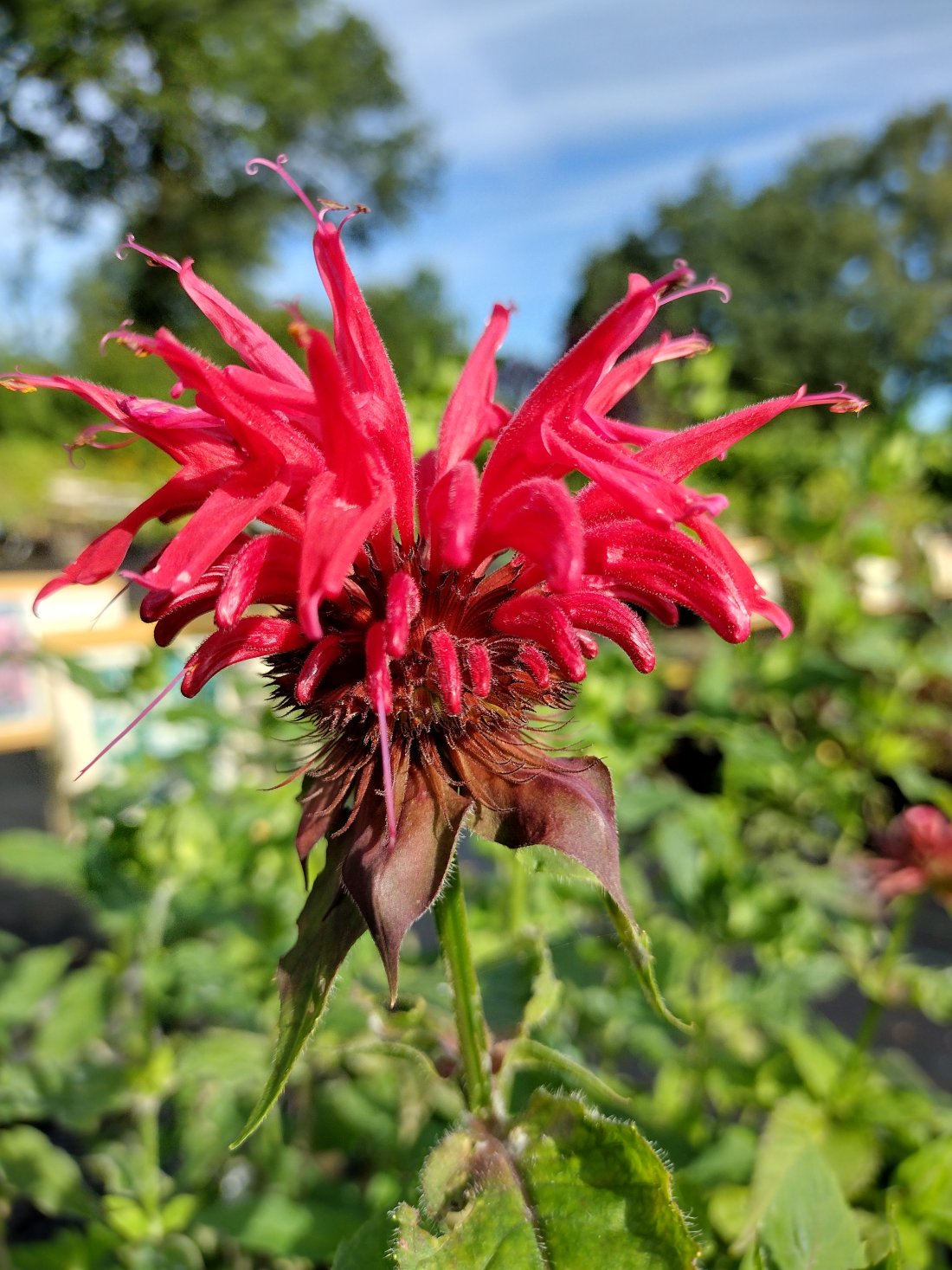 Monarda 'Gardenview Scarlet'