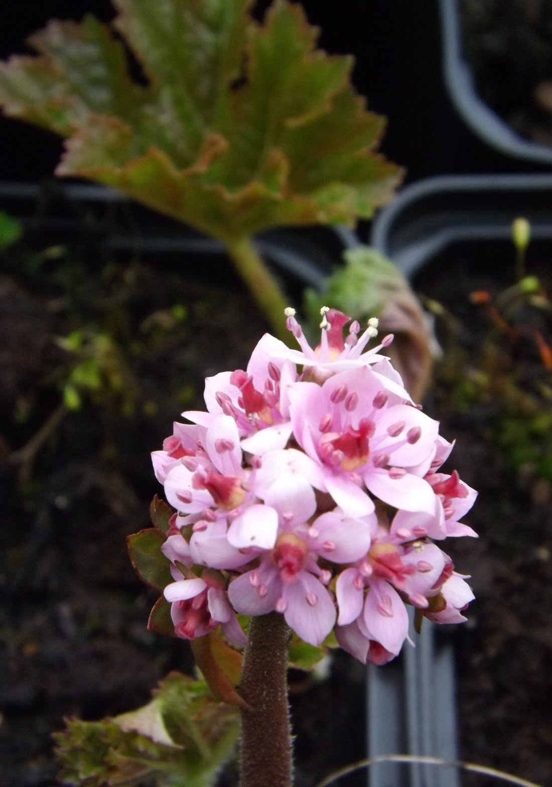 Darmera peltata
