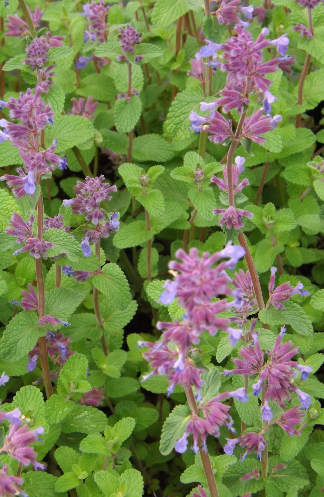 Nepeta racemosa 'Grog
