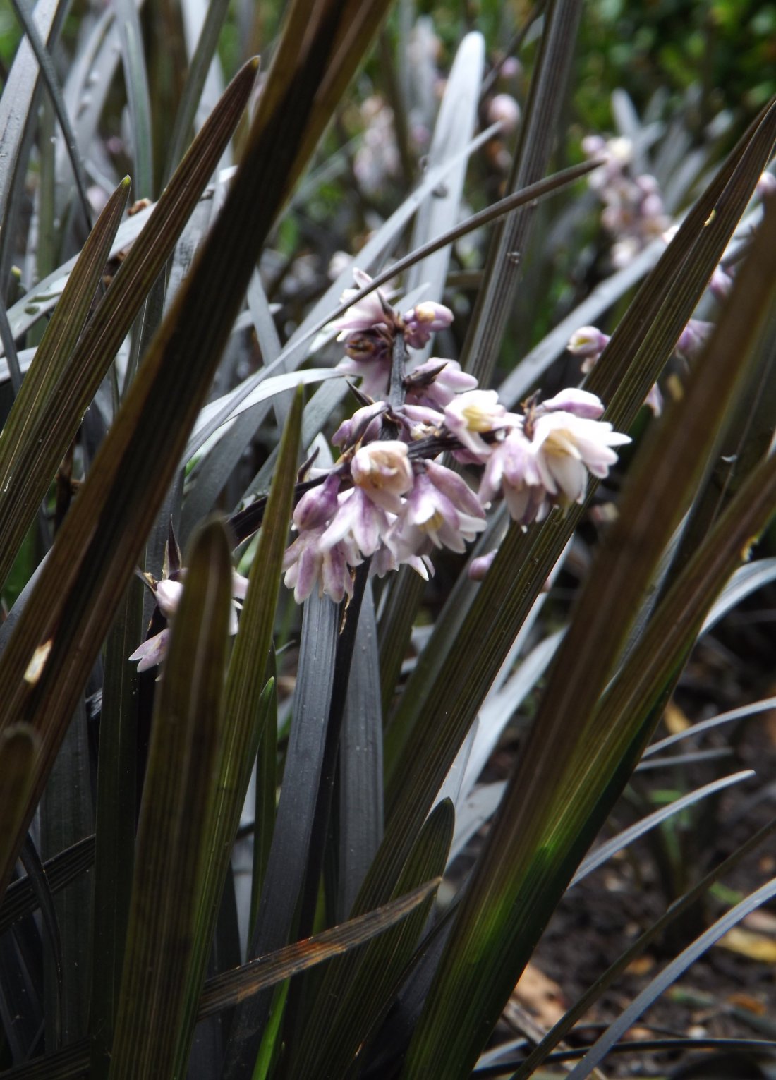 Ophiopogon planiscarpus 'Nigra'