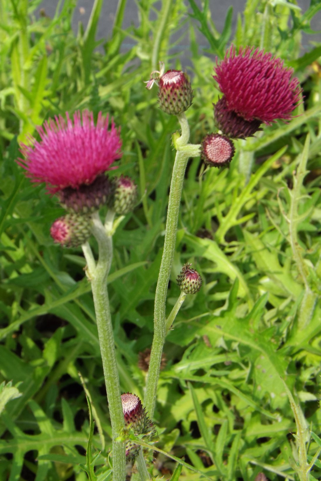 Cirsium rivulare 