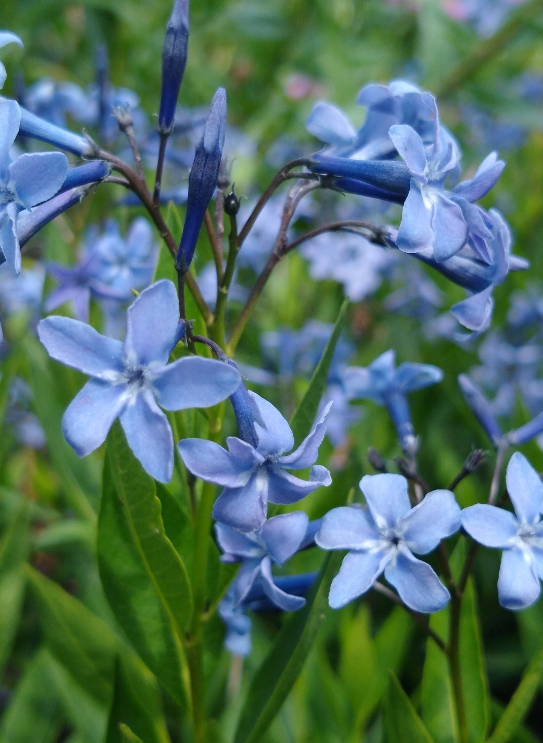 Amsonia 'Blue Ice'