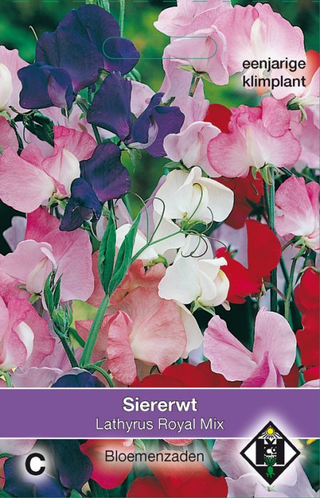 Siererwt