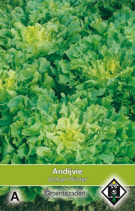 Andijvie