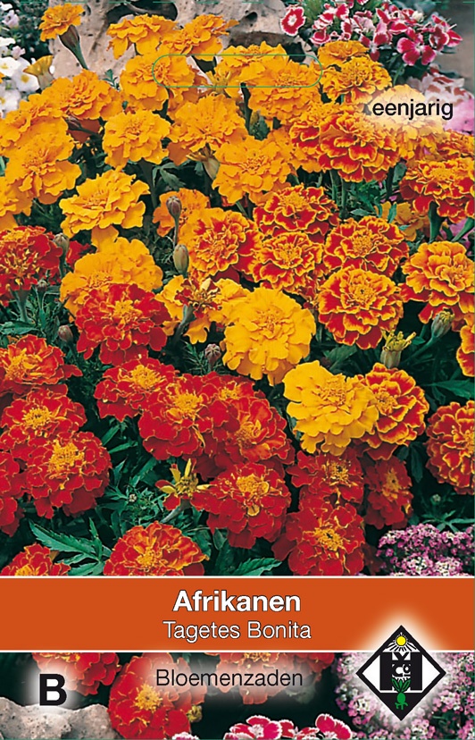 Afrikaan
