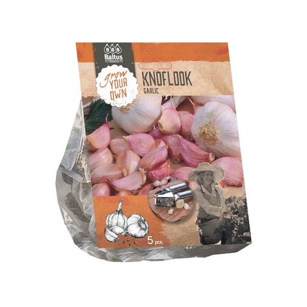 Knoflook