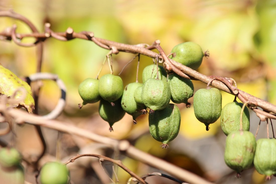 Actinidia arguta 