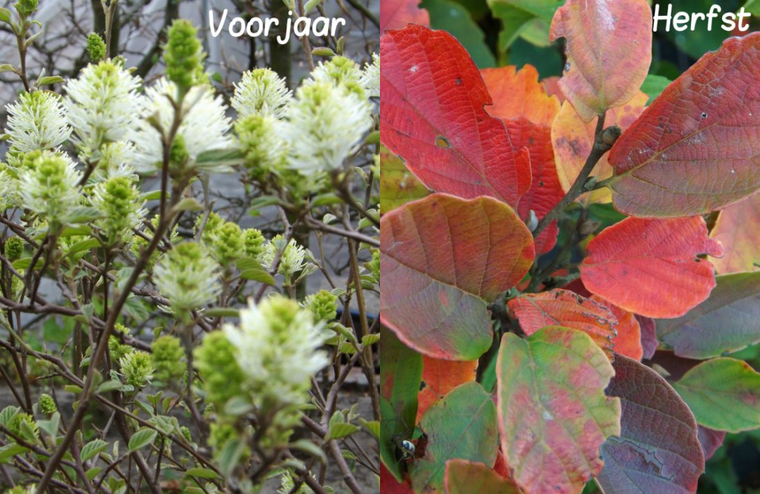Fothergilla major