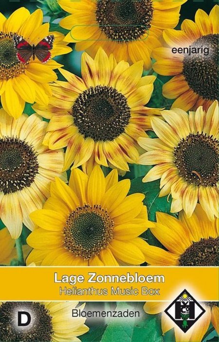 Mini-zonnebloem
