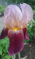 Iris germanica 'Indian Chief'