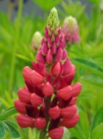 Lupinus 'My Castle'