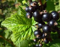 Ribes nidigrolaria `Josta`