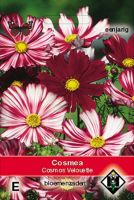 Cosmea   bipinnatus Velouette