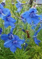 Delphinium grandiflorum 'Blauer Zwerg'